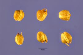   Fruits:   Phyla lanceolata ; Photo by J. Hernandez, USDA-NRCS Plants Database
